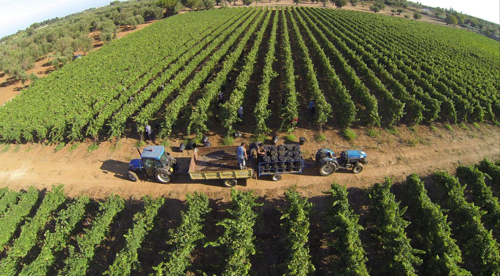 Tenuta Doxi Gallipoli Luaran gambar