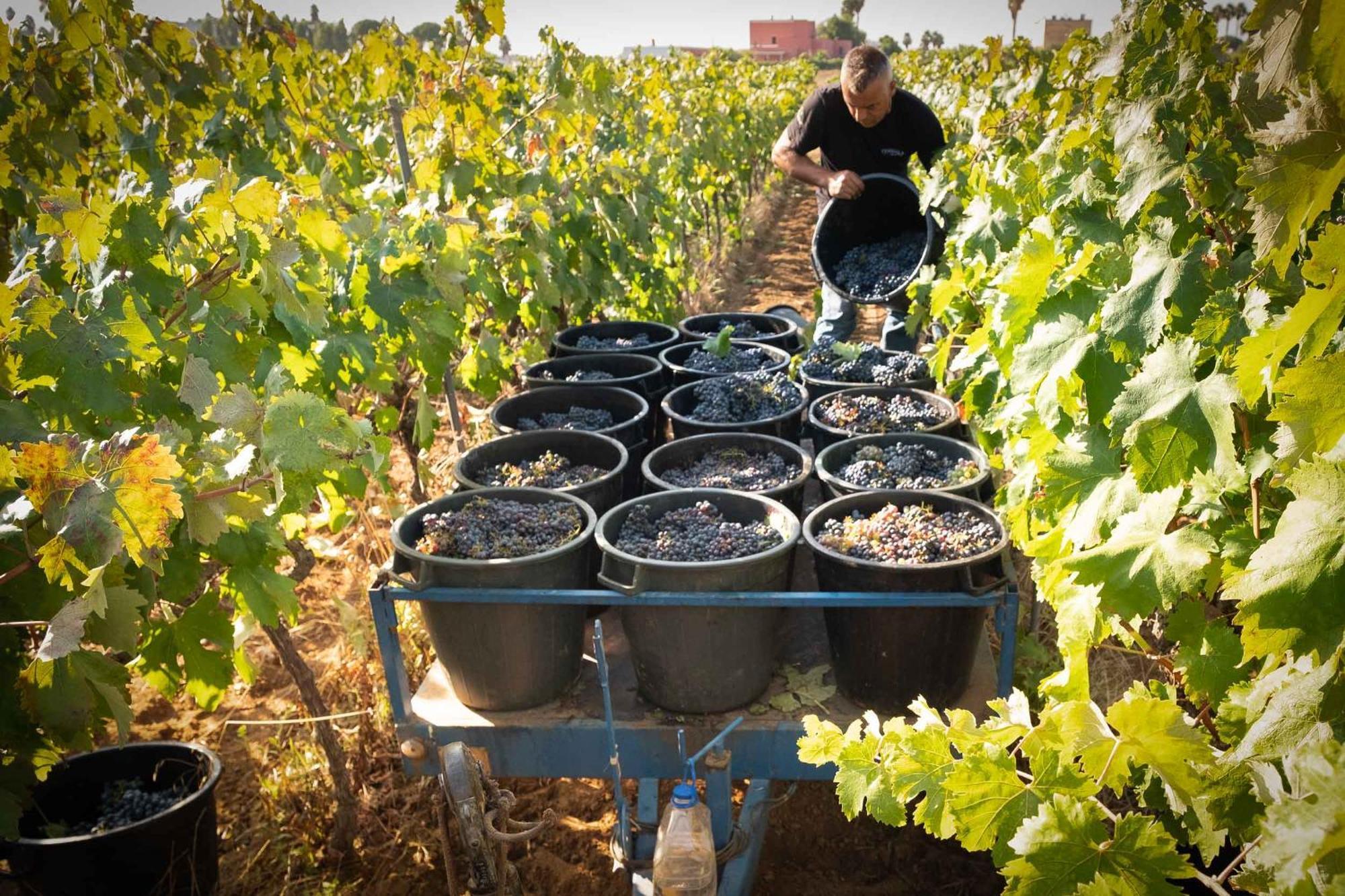 Tenuta Doxi Gallipoli Luaran gambar